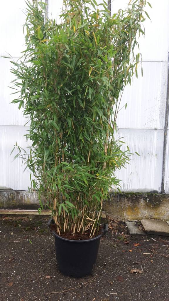 Bamboe Fargesia Jumbo kopen bij Tuincentrum Boskoops.nl Online