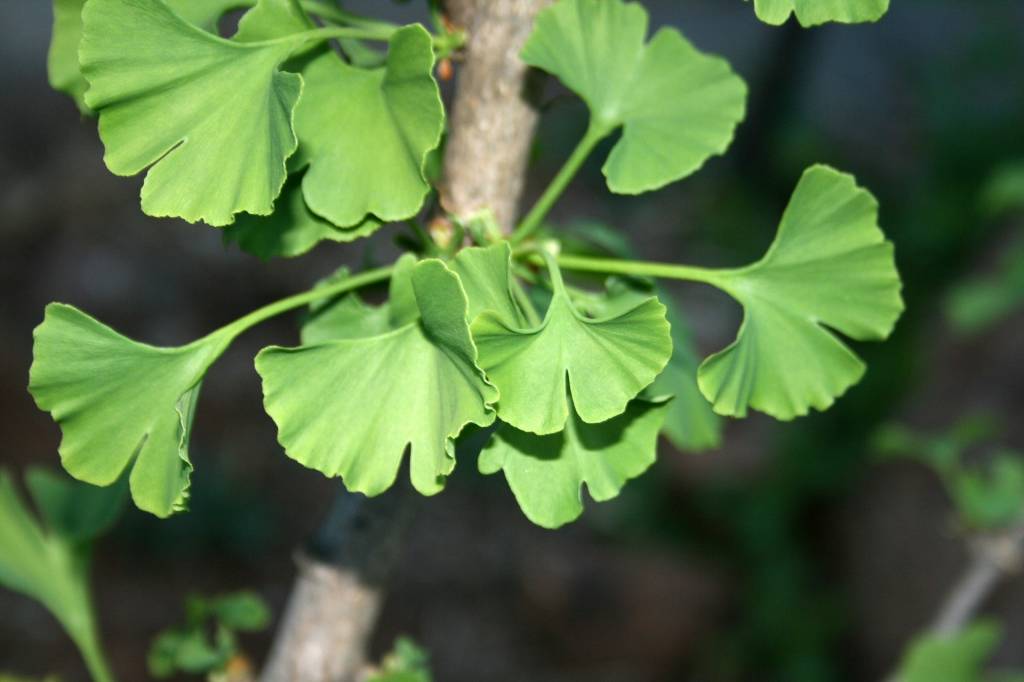 Ginkgo Biloba kopen bij Tuincentrum Boskoops.nl Online Tuincentrum