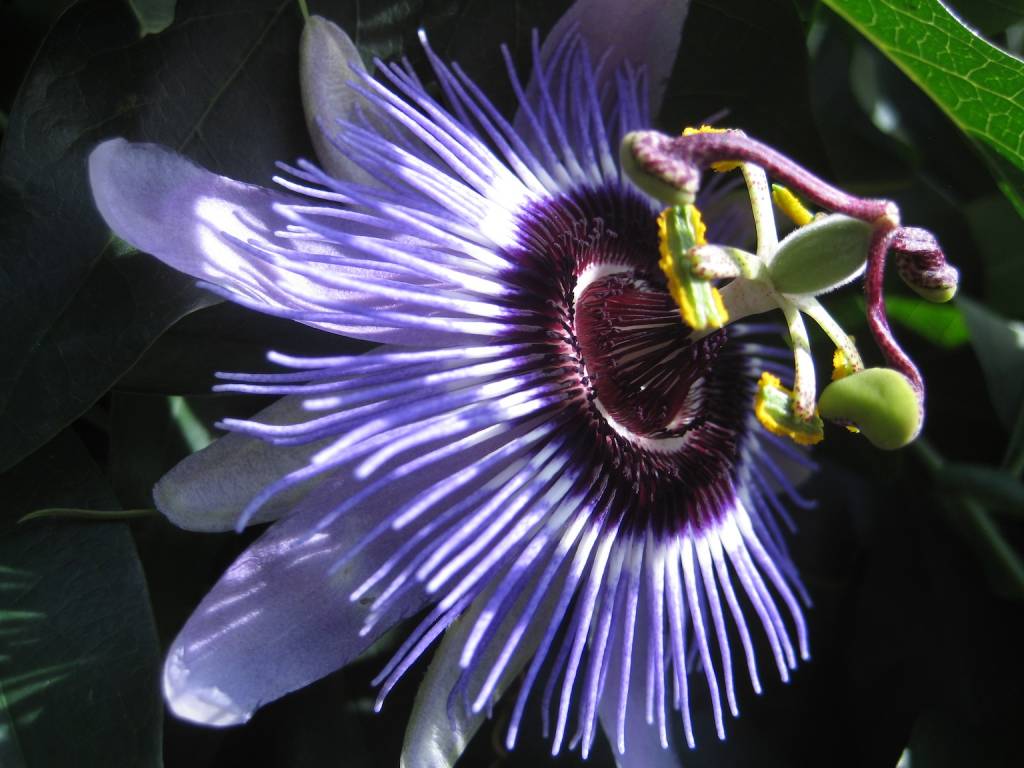 Пассифлора цветок фото магические свойства