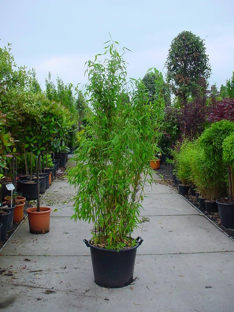 Bamboe Fargesia Murieliae voordelig kopen bij Boskoops.nl Online