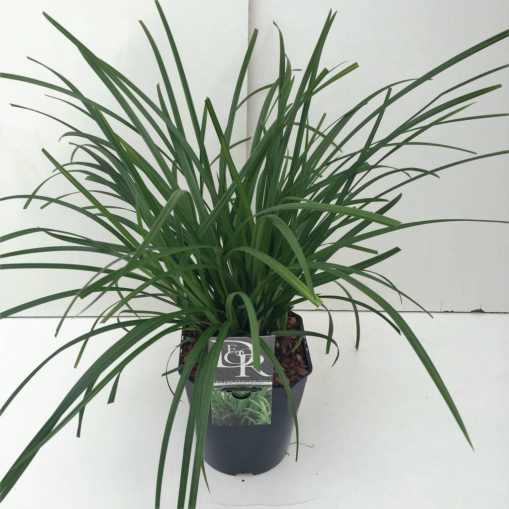 Carex Irish Green kopen Online Tuincentrum Boskoops.nl - Online Tuincentrum