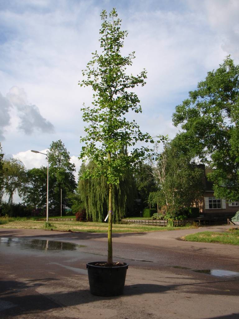 Ginkgo Biloba kopen bij Tuincentrum Boskoops.nl Online Tuincentrum
