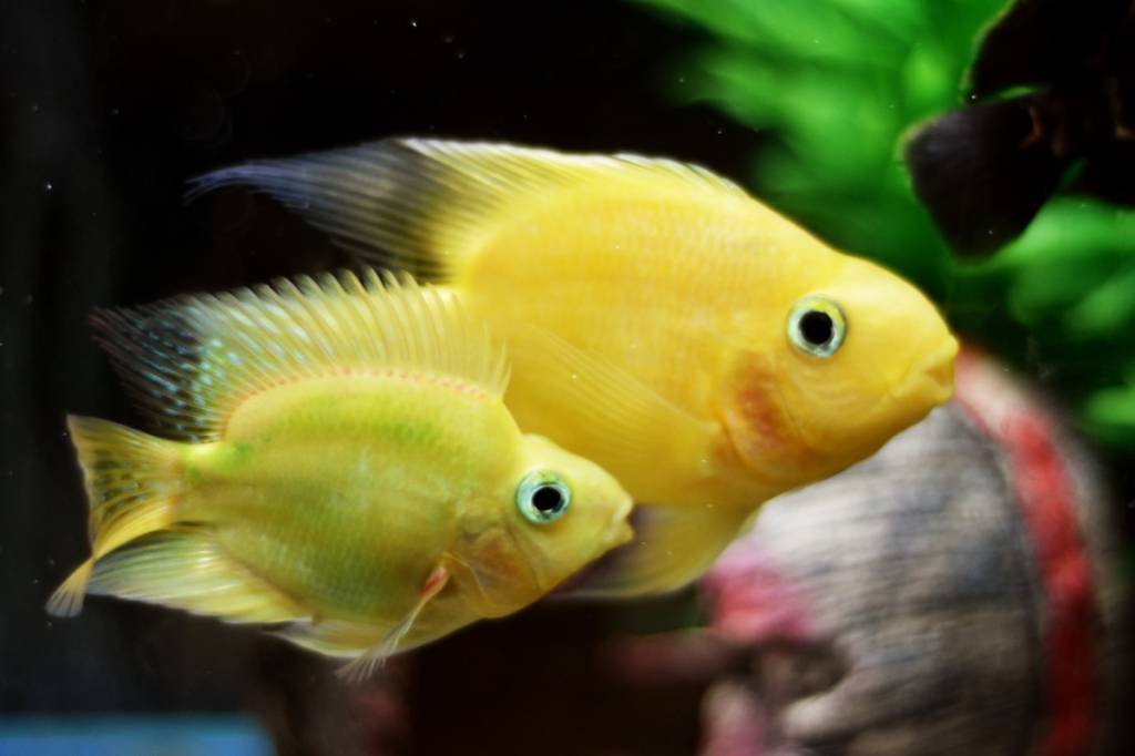 Aquarium kopen? Lees hier alles wat u moet weten!