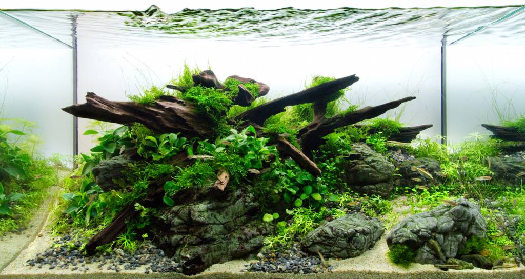 Alles over aquascaping