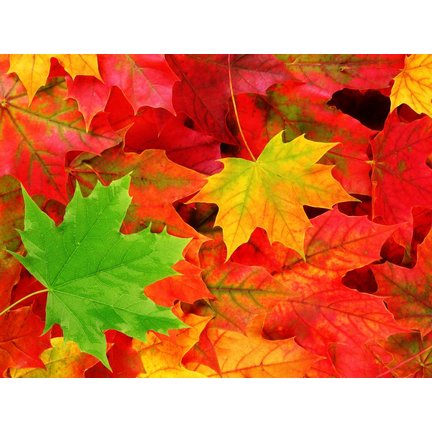 Herfst