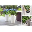 Lechuza Cilindro Flowerpot - Parfait pour le jardin, la terrasse et l'intérieur. En plusieurs couleurs!