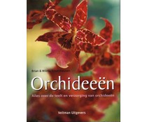 Orchideeën Orchideeën