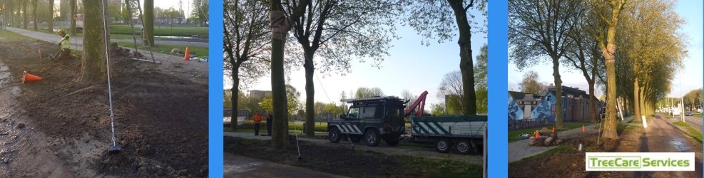 Boom verankert met staalkabel