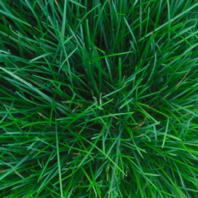 Roodzwenkgras fijn - Festuca rubra litoralis