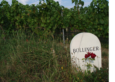 Bollinger wijngaard