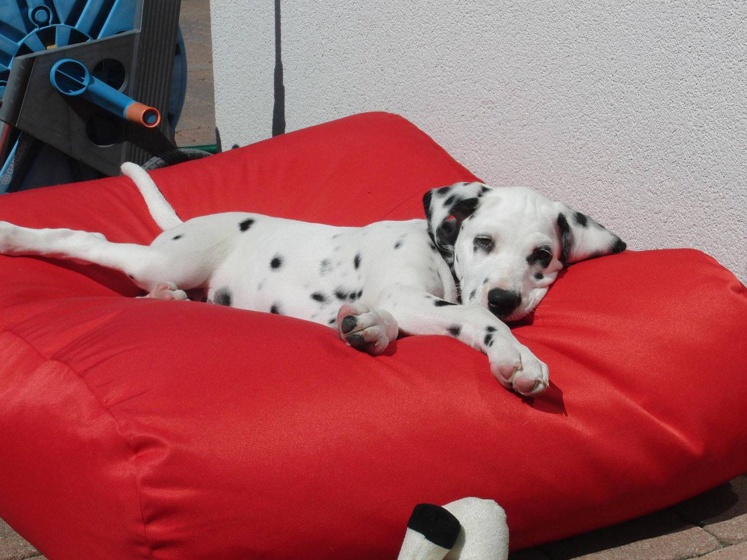 Op vakantie met de hond - wat neem ik allemaal mee?