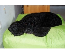 Dog's Companion® Hondenbed Small Lime nylon Dog's Companion® Hondenbed Small Lime nylon