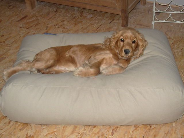 Afbeelding Hondenbed beige large door HondenBed