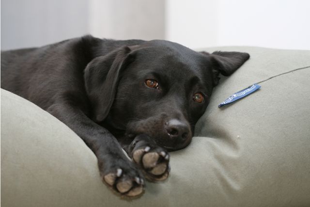 Dierendag cadeau inspiratie voor je hond