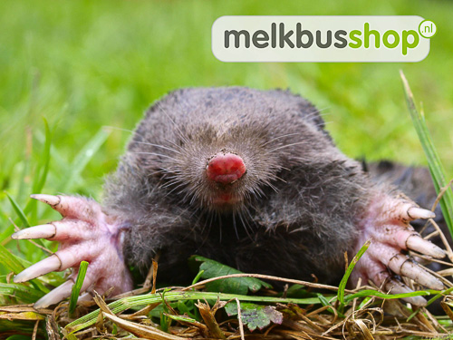 mollen vangen,mol vangen, mollenvangen, mollen vangen tips, mollen vangen met carbid