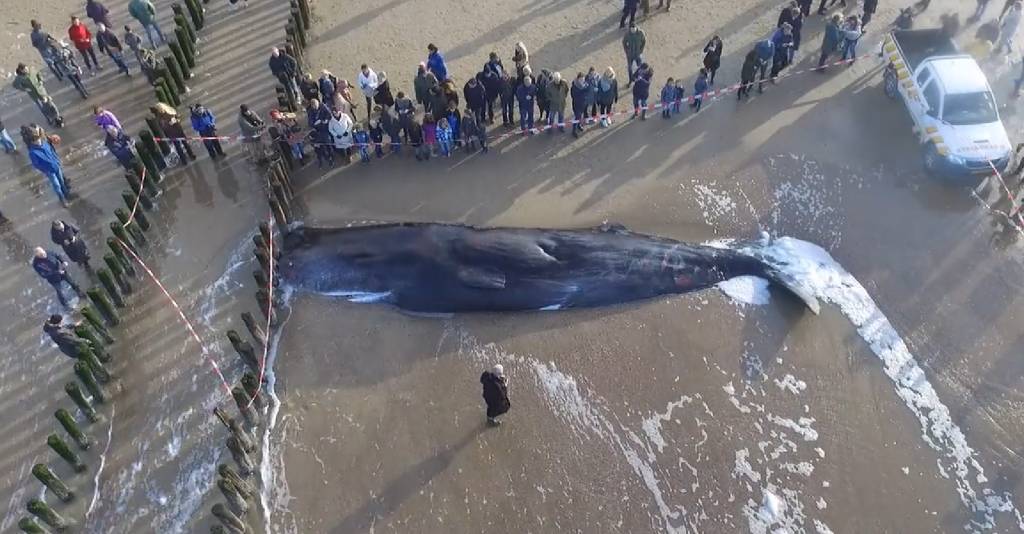 Aangespoelde walvis: drone beelden