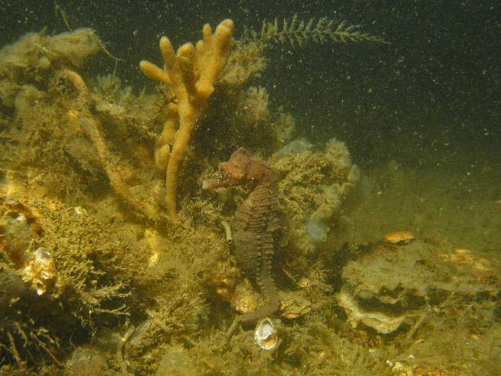 Winterse zeepaardjes