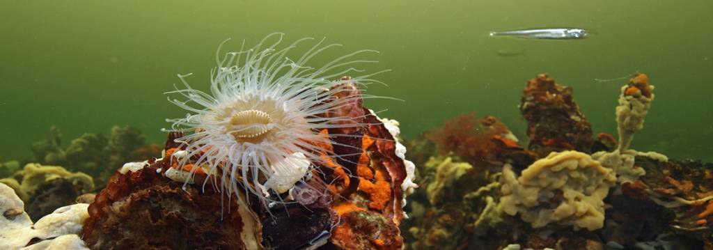 75 miljoen voor Grevelingenmeer
