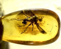 Baltic amber with insect