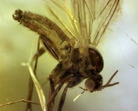 Information about Baltic amber