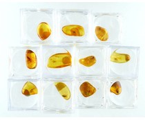 Amber with insect in magnifier box Amber with insect in magnifier box