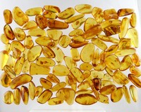 Baltic amber with insect in bulk