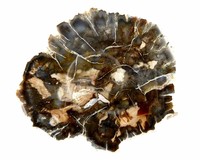 Versteend hout uit Madagaskar