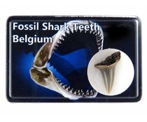 Shark Tooth in box Shark Tooth in box