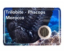 trilobite trilobite