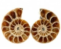 Small sawed ammonites