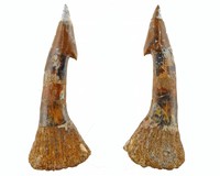 Sawfish tooth Morocco