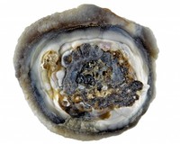 Chalcedony florets