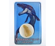 Mosasaurus tooth box Mosasaurus tooth box