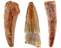 Pterosaur teeth from Morocco