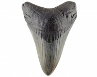 Grote Haaientanden van de Megalodon