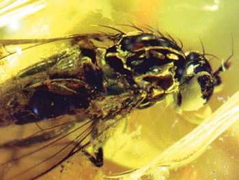 Insect in amber