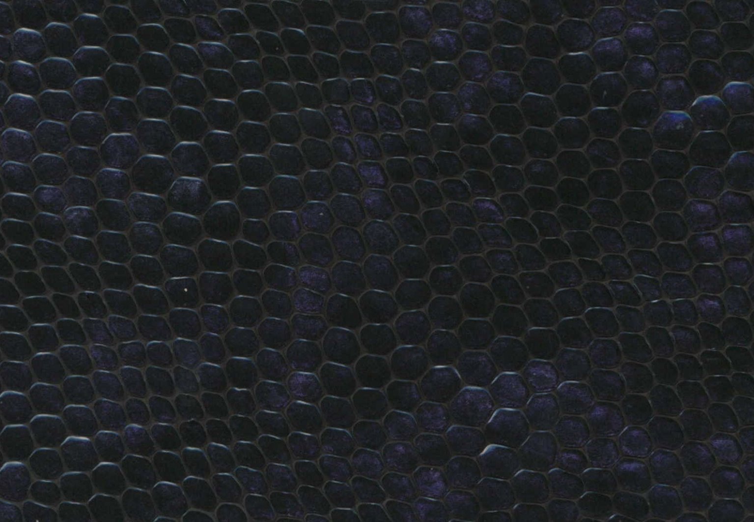 Lizard purple M36