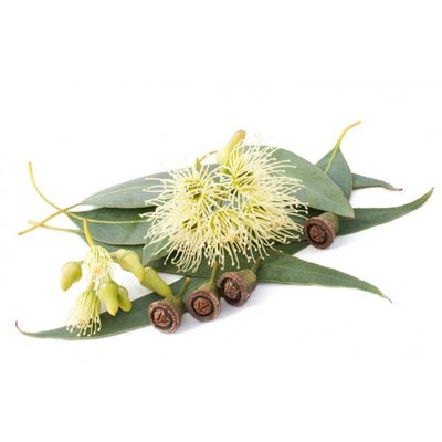 Beauty & Care Saunageur Eucalyptus, 500ml