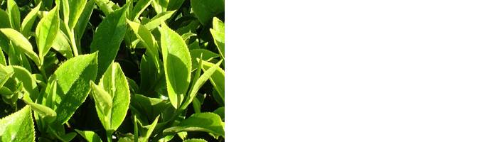 De theeplanten