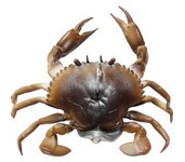 savage gear manic crab savage gear manic crab