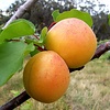 Abrikozenpitolie(prunus armeniaca) te gebruiken als professionele massageolie.