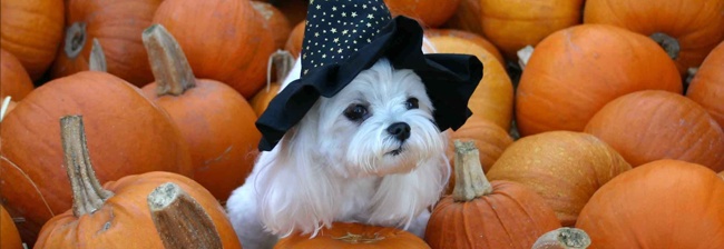De grappigste Halloween kostuums voor je huisdier!