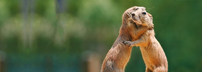 Fijne Internationale Knuffeldag!