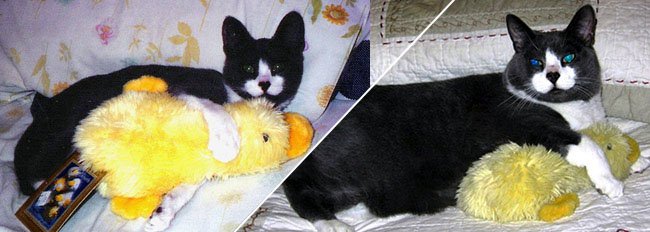Huisdieren en hun knuffels: friends forever