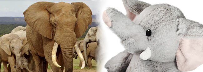 Fijne Wereld Olifantendag! Wat je nog niet wist over de olifant.