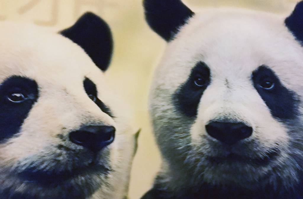 Panda’s Wu Weng en Xing Ya aangekomen in Rhenen