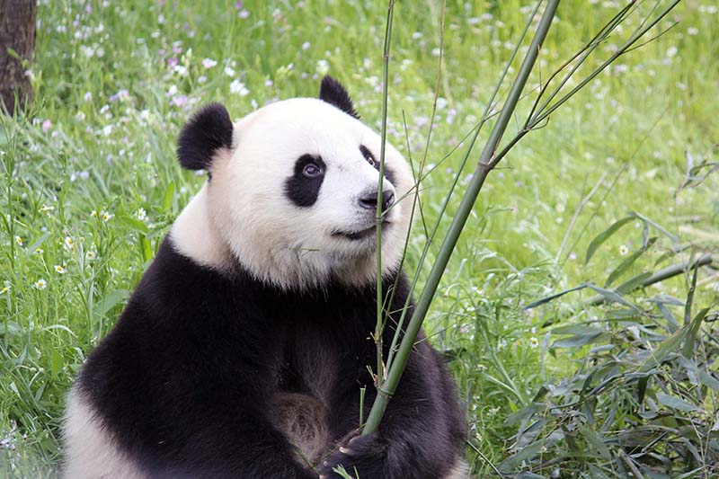 De panda's eten kilo's bamboe per dag (Foto: © Wendy de Bert)