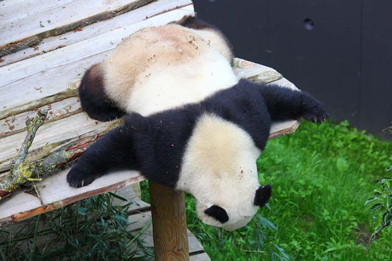 Panda Xing Ya in Ouwehands Dierenpark (Foto: © Wendy de Bert)