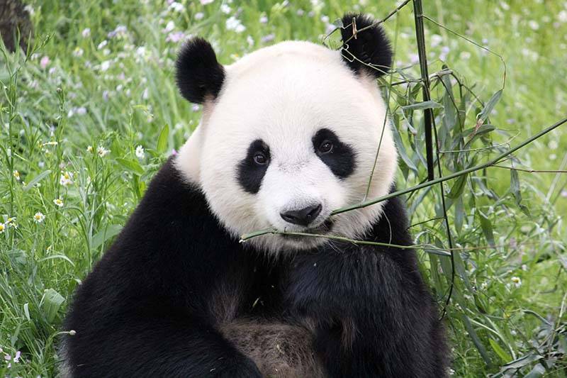 Panda’s Wu Wen en Xing Ya te zien in Ouwehands Dierenpark!
