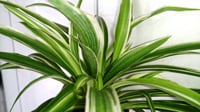 Graslelie, een ideale plant om op kantoor te houden